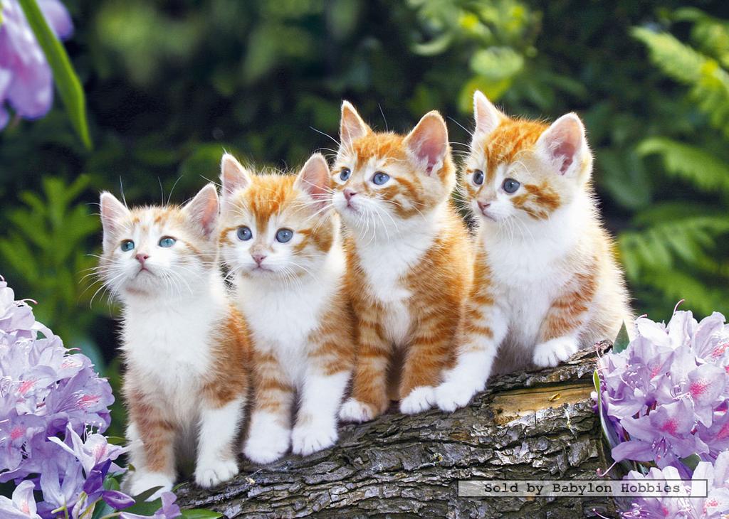 1000 ST Puzzel Vier Poesjes OP EEN RIJ Dieren Katten Castorland 101344 
