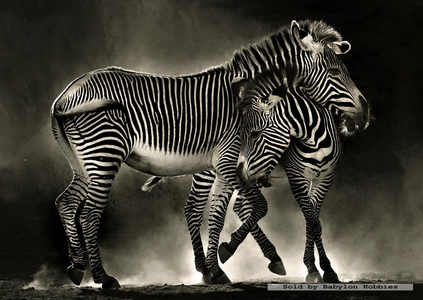 500 pcs jigsaw puzzle Zebra's (Animals, Horses) (EDUCA 16359) eBay